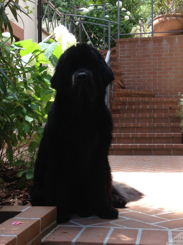 Фото: ньюфаундленд Beguschaya po Volnam Foget Mi Not (Бегущая по Волнам Фогет Ми Нот)