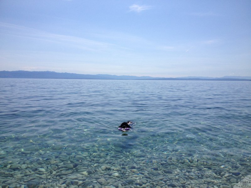 Фото: ньюфаундленд Beguschaya po Volnam Foget Mi Not (Бегущая по Волнам Фогет Ми Нот)