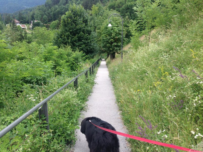 Фото: ньюфаундленд Beguschaya po Volnam Foget Mi Not (Бегущая по Волнам Фогет Ми Нот)