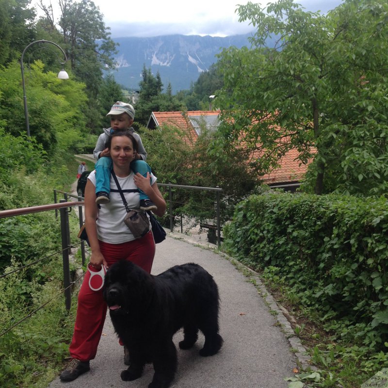 Фото: Aleksandra Fetisova (Александра Фетисова), ньюфаундленд Beguschaya po Volnam Foget Mi Not (Бегущая по Волнам Фогет Ми Нот)