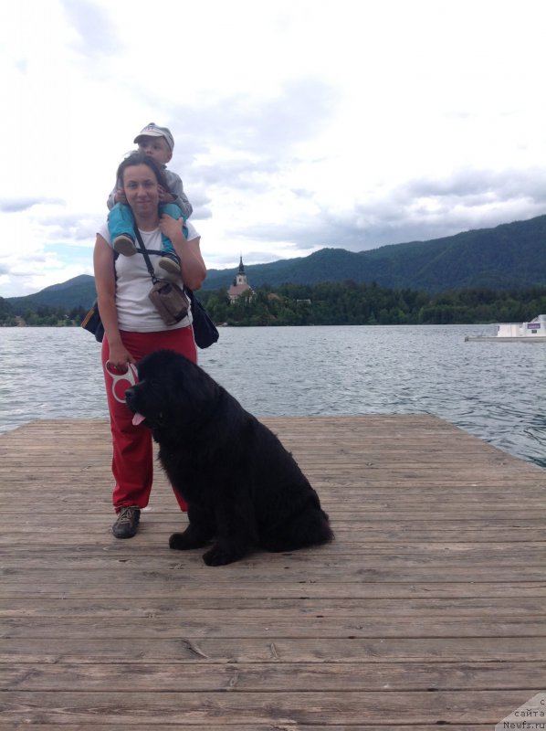 Фото: Aleksandra Fetisova (Александра Фетисова), ньюфаундленд Beguschaya po Volnam Foget Mi Not (Бегущая по Волнам Фогет Ми Нот)