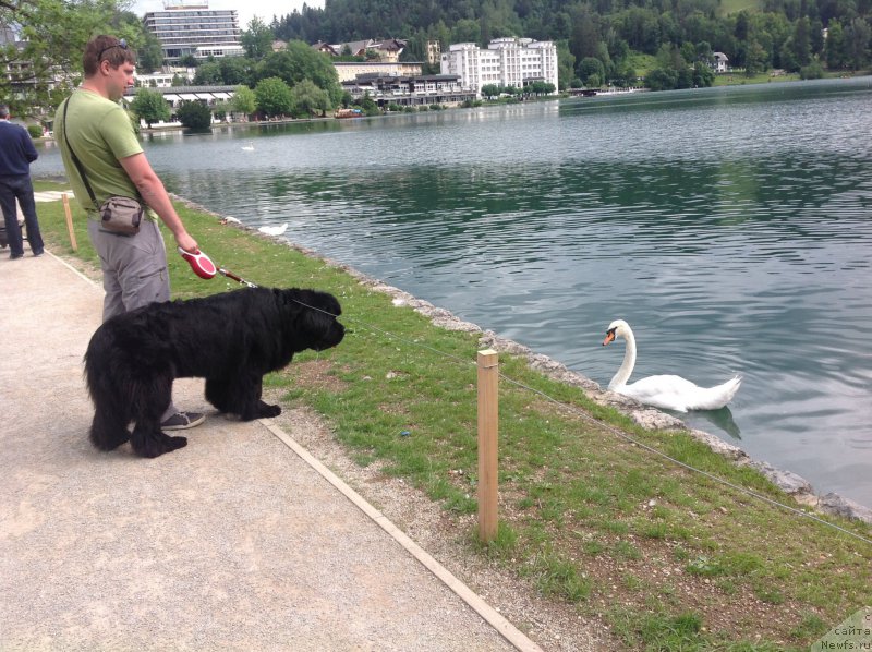 Фото: Dmitriy Fetisov (Дмитрий Фетисов), ньюфаундленд Beguschaya po Volnam Foget Mi Not (Бегущая по Волнам Фогет Ми Нот)