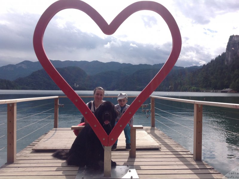 Фото: Aleksandra Fetisova (Александра Фетисова), ньюфаундленд Beguschaya po Volnam Foget Mi Not (Бегущая по Волнам Фогет Ми Нот)