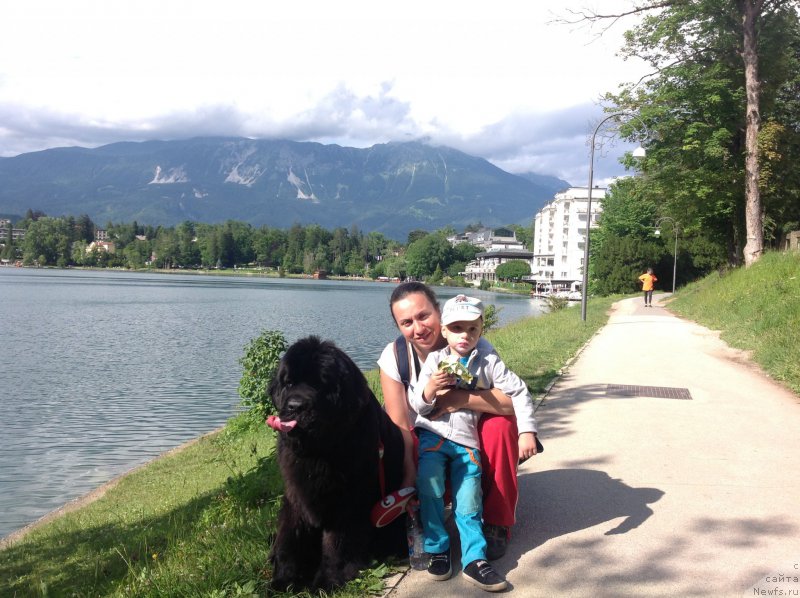 Фото: Aleksandra Fetisova (Александра Фетисова), ньюфаундленд Beguschaya po Volnam Foget Mi Not (Бегущая по Волнам Фогет Ми Нот)