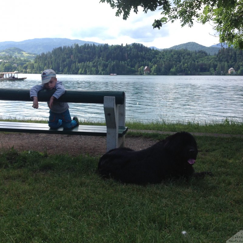 Фото: ньюфаундленд Beguschaya po Volnam Foget Mi Not (Бегущая по Волнам Фогет Ми Нот)