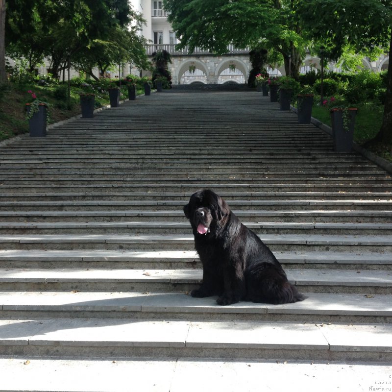 Фото: ньюфаундленд Beguschaya po Volnam Foget Mi Not (Бегущая по Волнам Фогет Ми Нот)