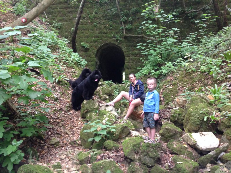 Фото: Aleksandra Fetisova (Александра Фетисова), ньюфаундленд Beguschaya po Volnam Foget Mi Not (Бегущая по Волнам Фогет Ми Нот), ньюфаундленд Aquatoriya Kelvin Yuventus (Акватория Келвин Ювентус)
