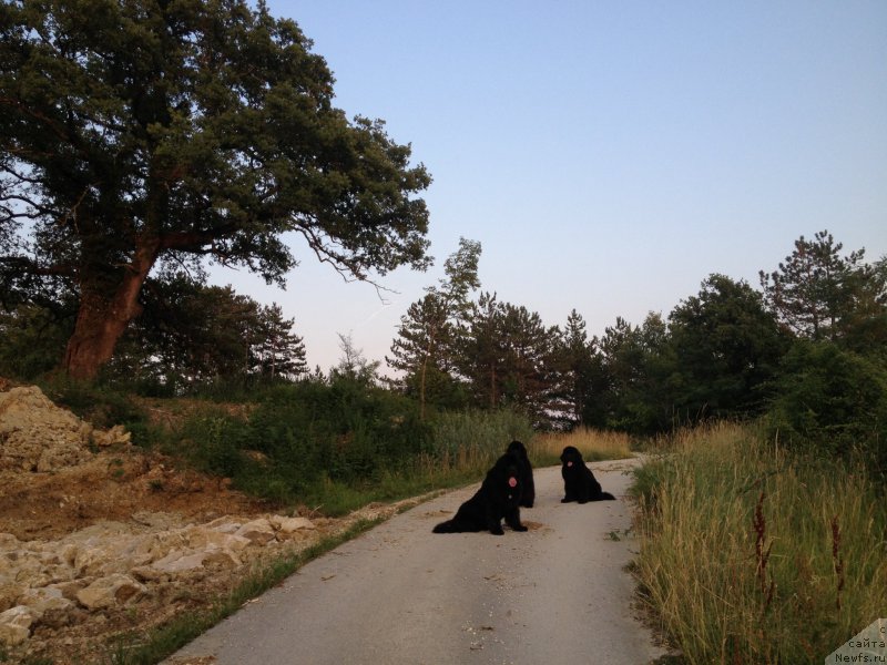 Фото: ньюфаундленд Sent Djons Lesnaya Feya (Сент Джонс Лесная Фея), ньюфаундленд Aquatoriya Kelvin Yuventus (Акватория Келвин Ювентус), ньюфаундленд Beguschaya po Volnam Foget Mi Not (Бегущая по Волнам Фогет Ми Нот)