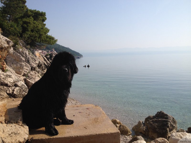 Фото: ньюфаундленд Beguschaya po Volnam Foget Mi Not (Бегущая по Волнам Фогет Ми Нот)