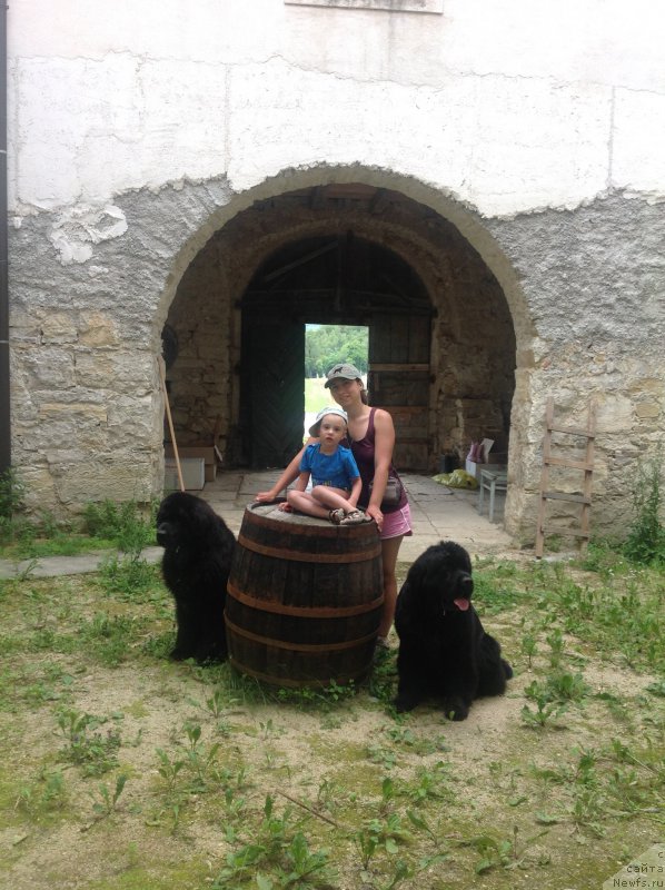 Фото: Aleksandra Fetisova (Александра Фетисова), ньюфаундленд Sent Djons Lesnaya Feya (Сент Джонс Лесная Фея), ньюфаундленд Beguschaya po Volnam Foget Mi Not (Бегущая по Волнам Фогет Ми Нот)