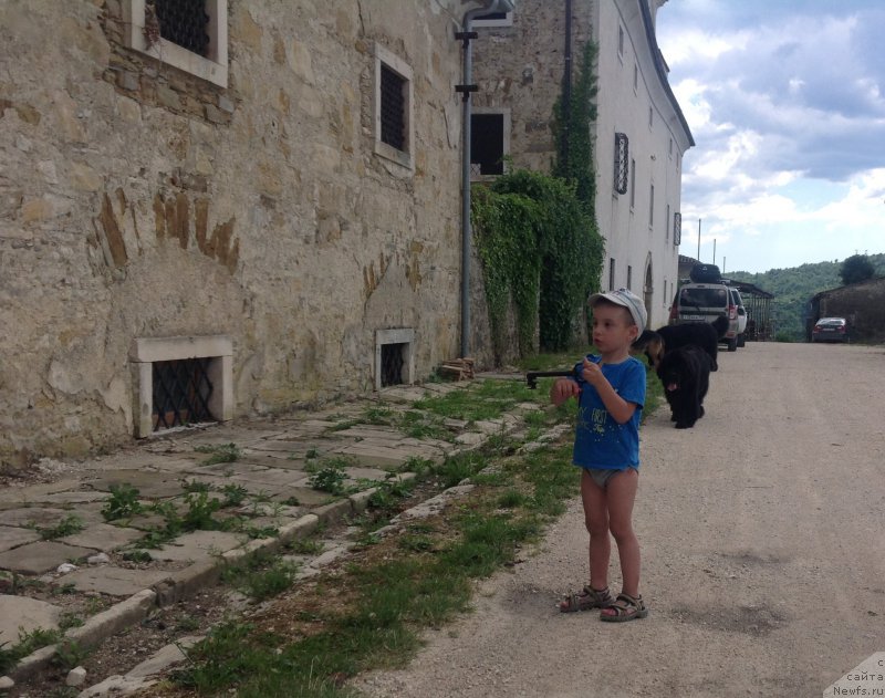 Фото: ньюфаундленд Beguschaya po Volnam Foget Mi Not (Бегущая по Волнам Фогет Ми Нот)