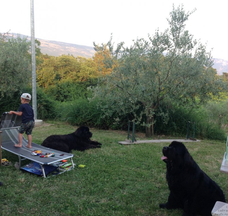 Фото: ньюфаундленд Sent Djons Lesnaya Feya (Сент Джонс Лесная Фея), ньюфаундленд Beguschaya po Volnam Foget Mi Not (Бегущая по Волнам Фогет Ми Нот)