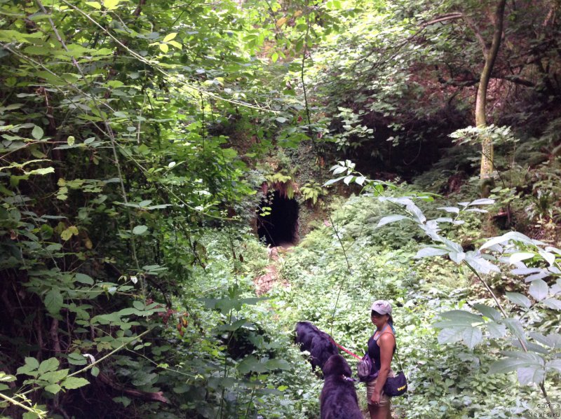 Фото: Aleksandra Fetisova (Александра Фетисова), ньюфаундленд Sent Djons Lesnaya Feya (Сент Джонс Лесная Фея), ньюфаундленд Beguschaya po Volnam Foget Mi Not (Бегущая по Волнам Фогет Ми Нот)