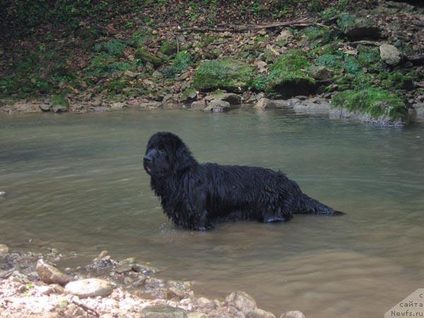 Фото: ньюфаундленд Lastena s Berega Dona (Ластёна с Берега Дона)