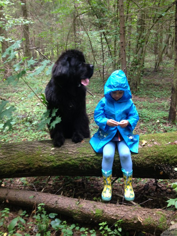 Фото: ньюфаундленд Beguschaya po Volnam Foget Mi Not (Бегущая по Волнам Фогет Ми Нот)