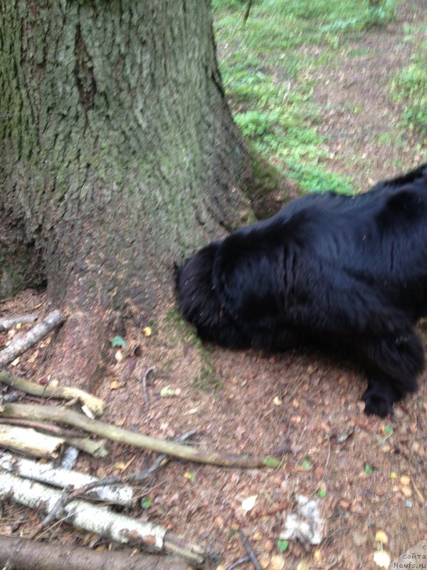 Фото: ньюфаундленд Beguschaya po Volnam Foget Mi Not (Бегущая по Волнам Фогет Ми Нот)