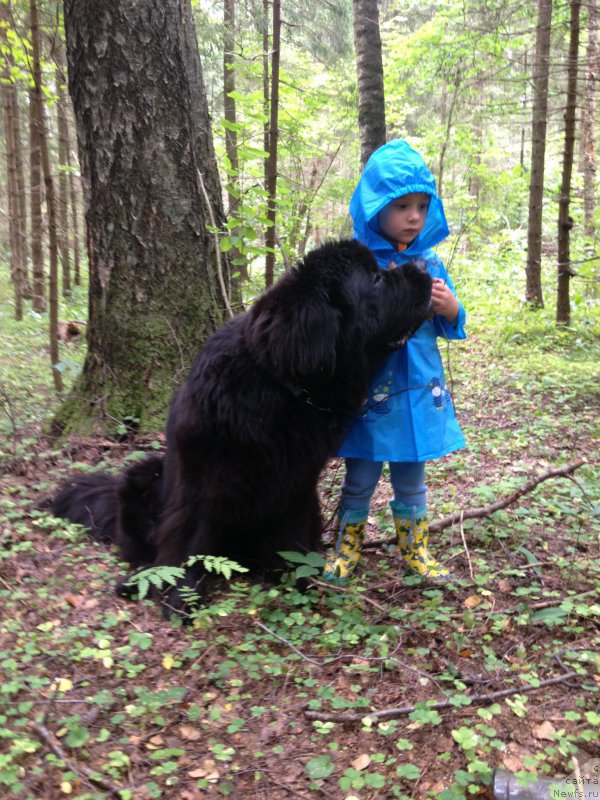 Фото: ньюфаундленд Beguschaya po Volnam Foget Mi Not (Бегущая по Волнам Фогет Ми Нот)