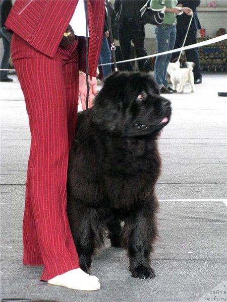 Фото: ньюфаундленд Ottava (Оттава)