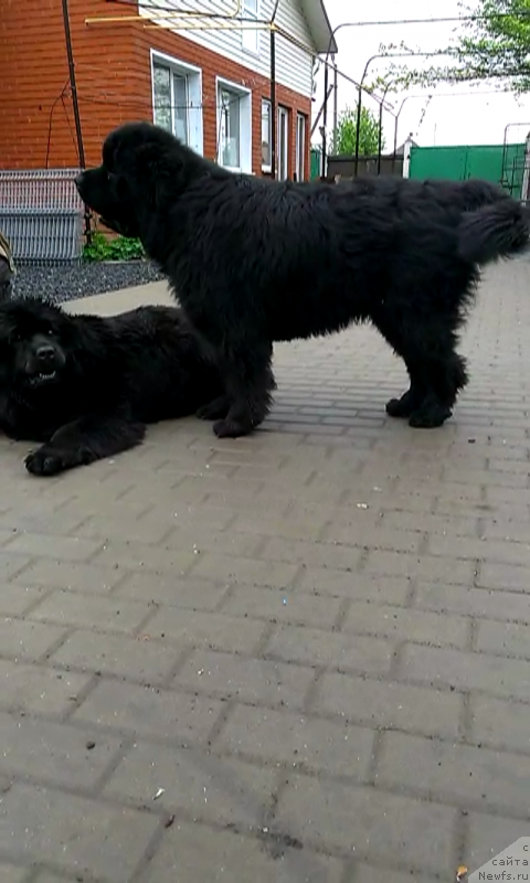 Фото: Мишка и Вуля