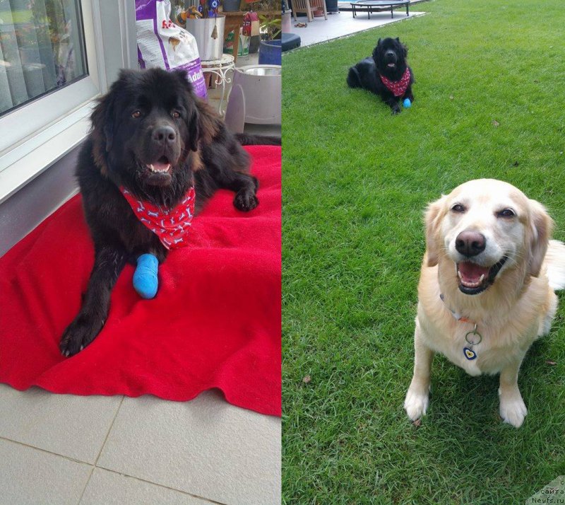 Фото: ньюфаундленд Brownblood MSK Harita Havva (Браунблад МСК Харита Хавва)