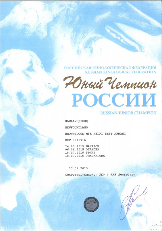 Фото: ньюфаундленд Brownblood MSK Helfi Best Armani (Браунблад МСК Хелфи Бэст Армани)