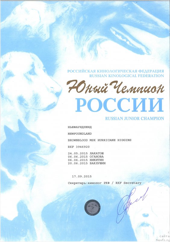 Фото: ньюфаундленд Brownblood MSK Harricane Higgins (Браунблад МСК Харрикейн Хиггенс)