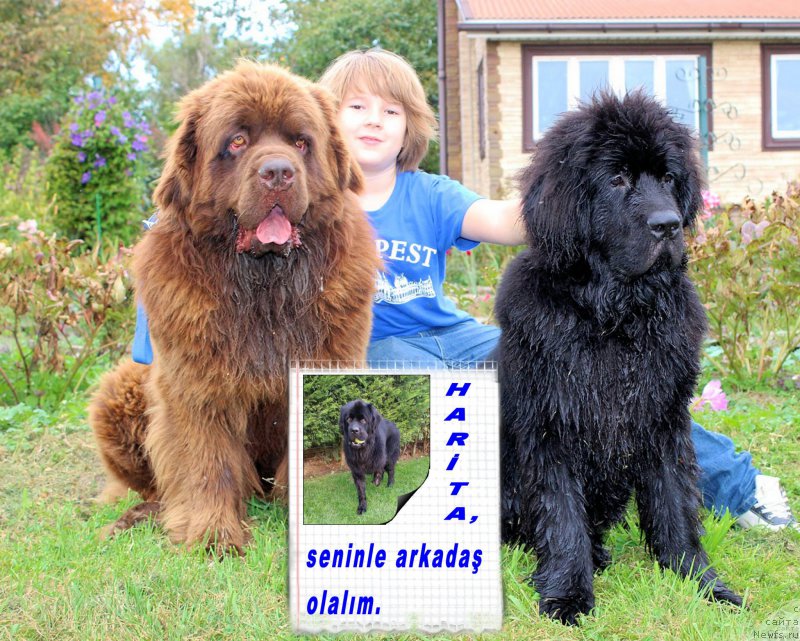 Фото: ньюфаундленд Brownblood MSK Harita Havva (Браунблад МСК Харита Хавва), ньюфаундленд Charmer Denkam Bronze (Чармер Денкам Бронз), ньюфаундленд CHernyiy Balu Evsey (Черный Балу Евсей)