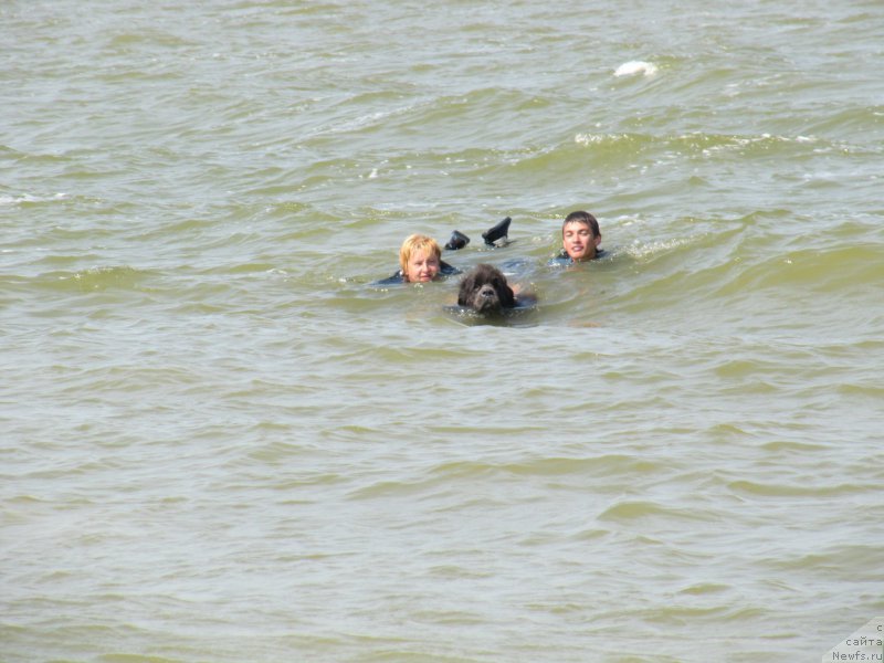 Фото: ньюфаундленд Dyurbahler Klab Al'faretta Vin'etta (Дюрбахлер Клаб Альфаретта Виньетта), Миша, Elena Bajutina (Елена Бажутина)