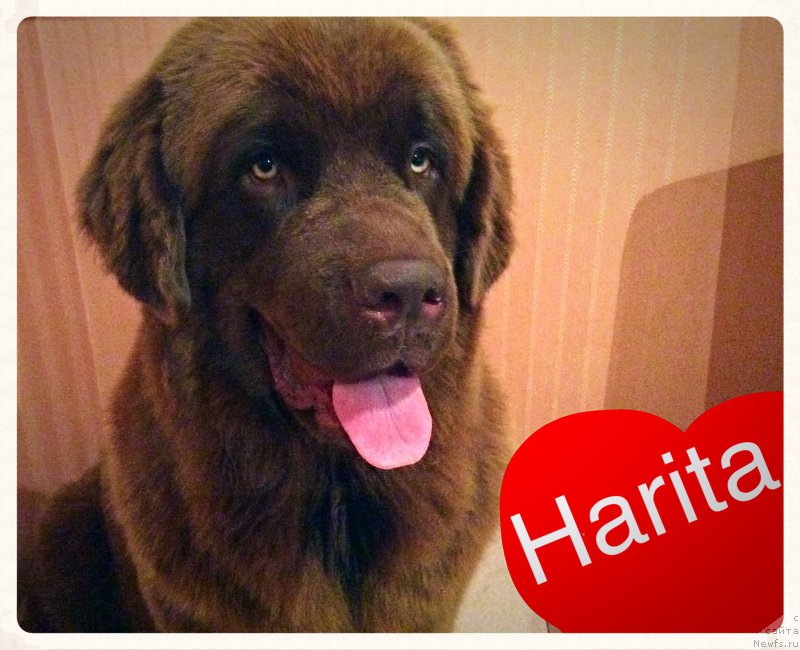 Фото: ньюфаундленд Brownblood MSK Happy Teddy (Браунблад МСК Хэппи Тедди)