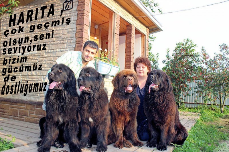 Фото: ньюфаундленд Brownblood MSK Helfi Best Armani (Браунблад МСК Хелфи Бэст Армани), Vladimir Hachatryan (Владимир Хачатрян), ньюфаундленд Mercedes Vialiki Miadzvedz (Мерседес Вялiкi Мядзведзь), Elena SHmeleva (Елена Шмелева), ньюфаундленд Brownblood MSK Harricane Higgins (Браунблад МСК Харрикейн Хиггенс), ньюфаундленд Brownblood MSK Harita Havva (Браунблад МСК Харита Хавва)