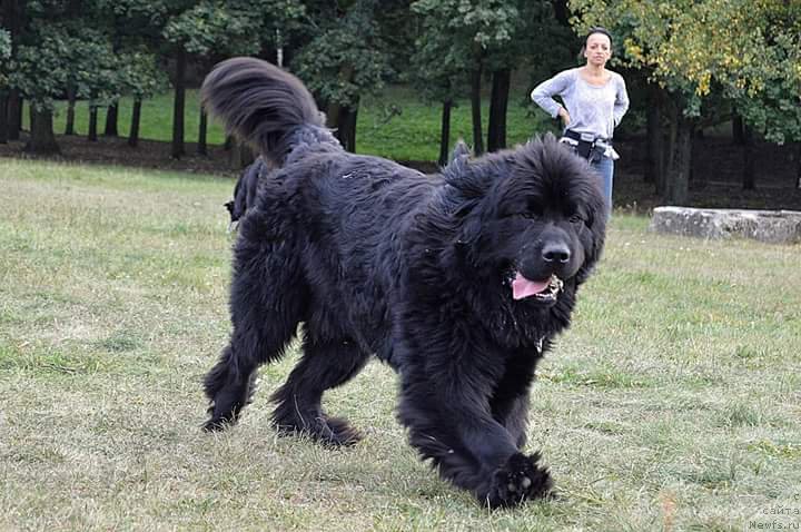 Фото: ньюфаундленд Amaretto Della Kasa Del Orso (Амаретто Делла Каса Дел Орсо)