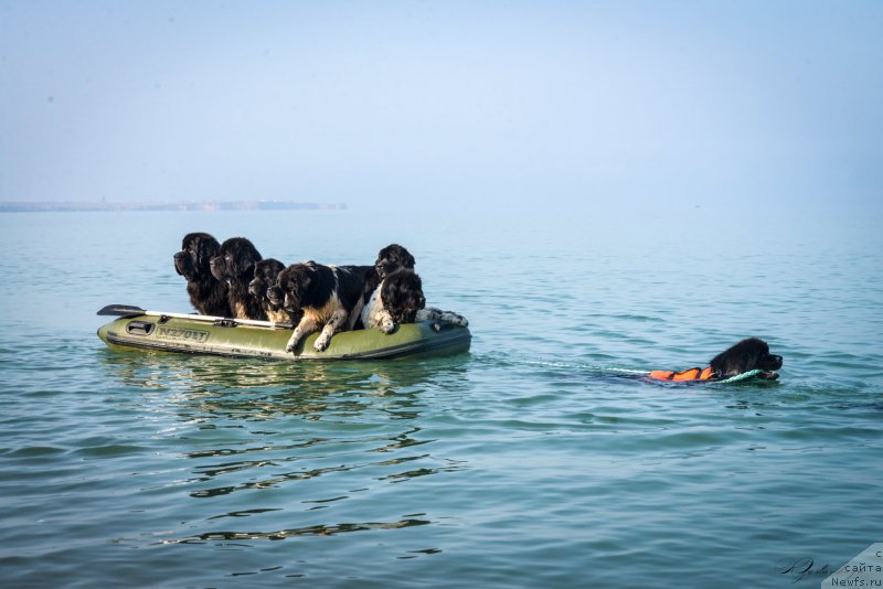 Фото: ньюфаундленд Smigar Liverpulsiy Chetvertak (Смигар Ливерпульский Четвертак), ньюфаундленд Piternyuf Banzay (Питерньюф Банзай), ньюфаундленд Piternyuf Omnia Vincet Amor (Питерньюф Омниа Винсет Амор), ньюфаундленд Piternyuf O'mnia Praeclara Rara (Питерньюф О'Мниа Праэклара Рара), ньюфаундленд Don't Worry Be Happy de L'Etoile de Cyrice, ньюфаундленд Piternyuf I Did It Again (Питерньюф И Дид Ит Агаин), ньюфаундленд Smigar Gordon Fellow (Смигар Гордон-Феллоу), ньюфаундленд Smigar Jezella de lya Roze (Смигар Жезелла де ля Розе)