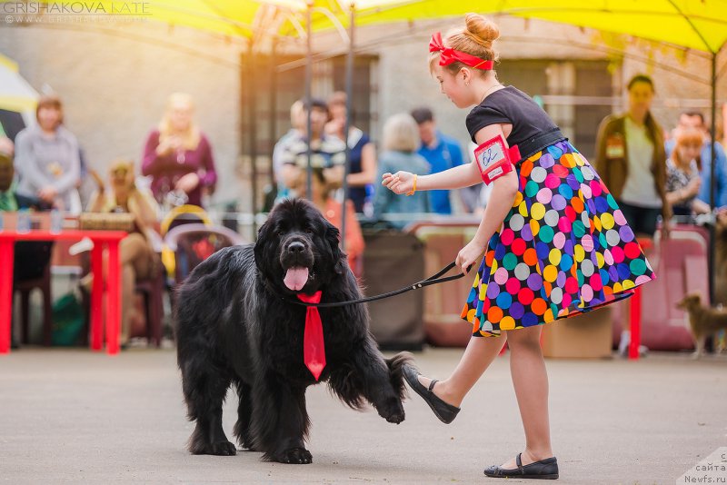 Фото: ньюфаундленд Donats Prayd Byet Midler (Донатс Прайд Бэт Мидлер)
