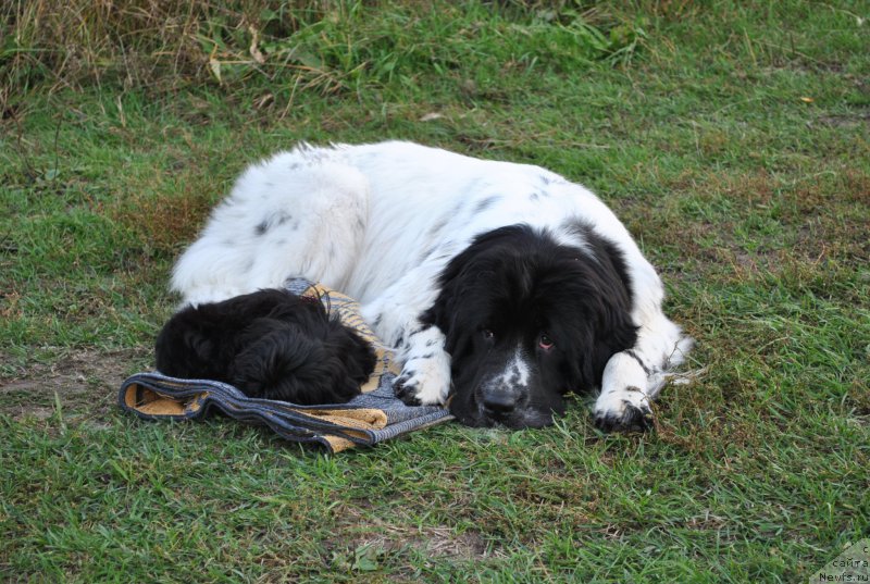 Фото: ньюфаундленд Sent Djons Isida (Сент Джонс Исида)