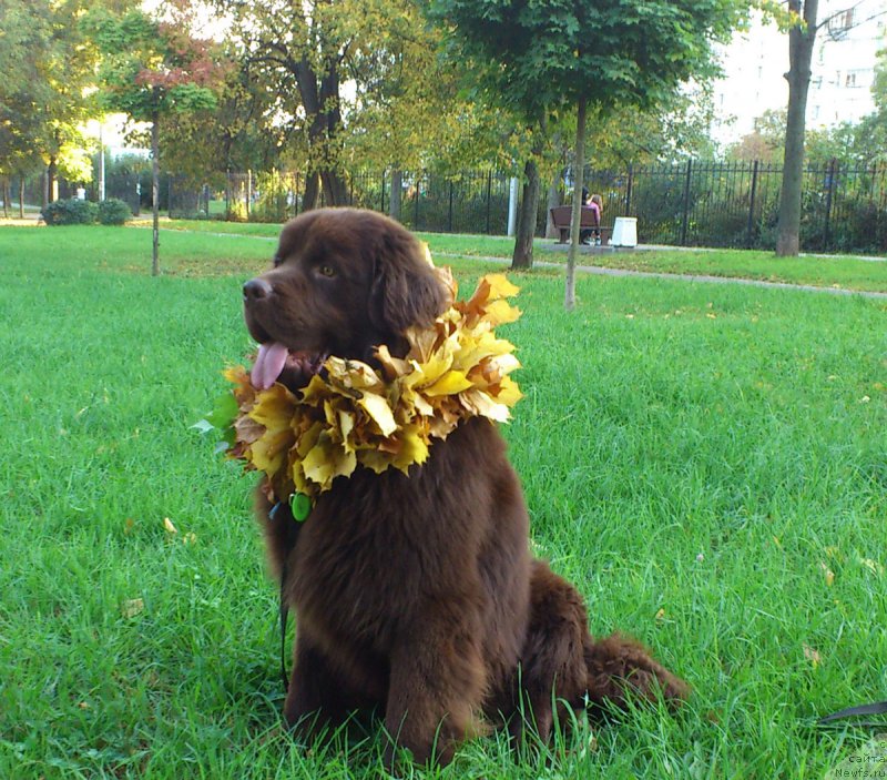 Фото: ньюфаундленд Nyesh Sollar Vind (Нэш Соллар Винд)