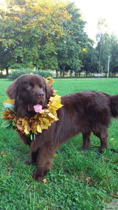 Фото: ньюфаундленд Nyesh Sollar Vind (Нэш Соллар Винд)