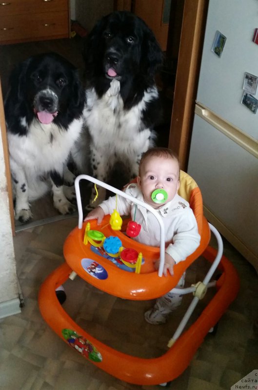 Фото: ньюфаундленд Sent Djons Donna Summer (Сент Джонс Донна Саммер), ньюфаундленд Sent Djons Intriga (Сент Джонс Интрига)