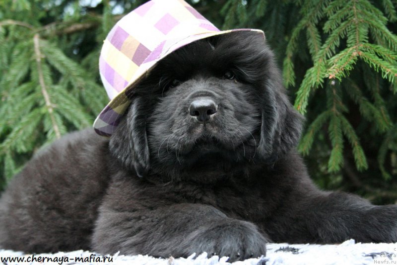 Фото: ньюфаундленд Chernaya Mafia Ace in the Hole (Черная Мафия Асе ин тхе Холе)