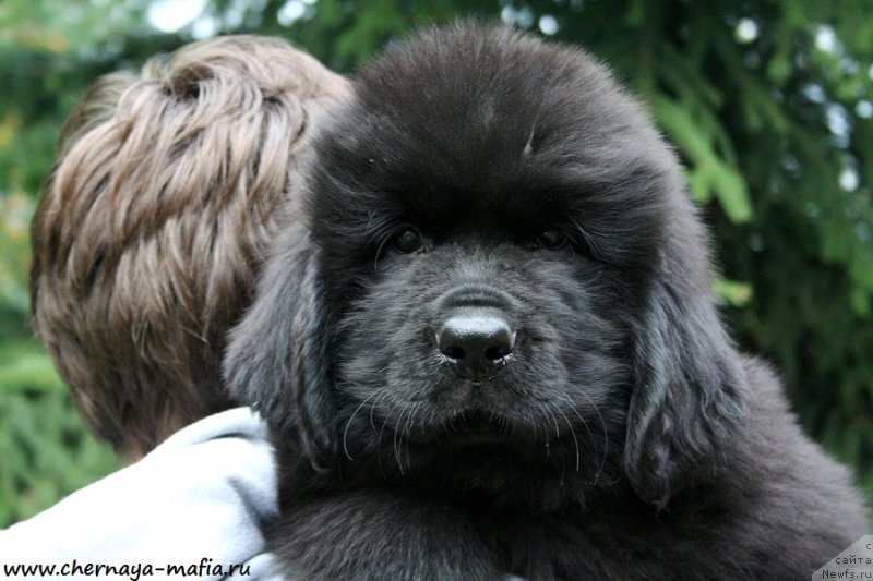 Фото: ньюфаундленд Chernaya Mafia Ace in the Hole (Черная Мафия Асе ин тхе Холе)