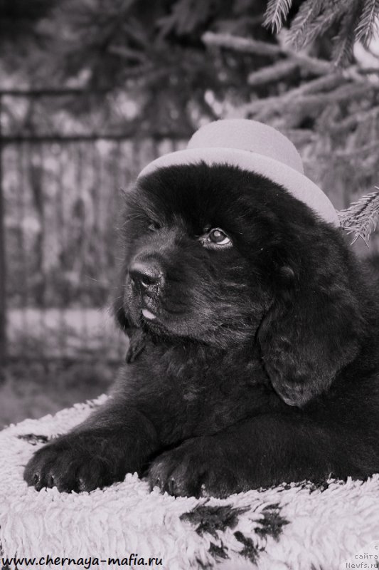 Фото: ньюфаундленд Chernaya Mafia Attractive Power (Черная Мафия Аттрактиве Повер)