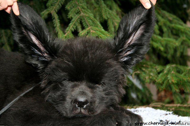 Фото: ньюфаундленд Chernaya Mafia Attractive Power (Черная Мафия Аттрактиве Повер)