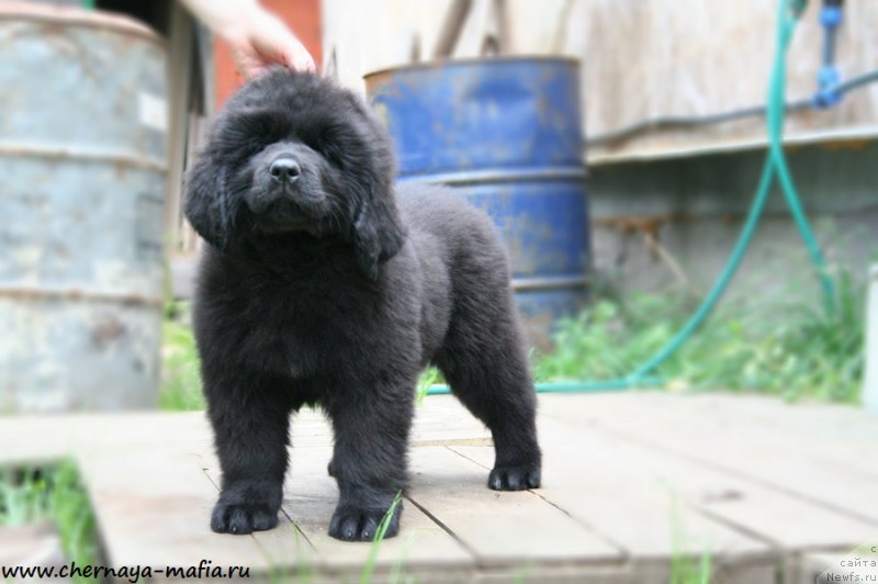 Фотография № 191890