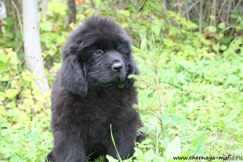 Фото: ньюфаундленд Chernaya Mafia Above and Beyond (Черная Мафия Абове анд Беуонд)
