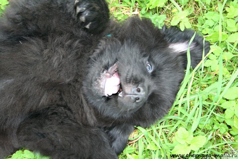 Фото: ньюфаундленд Chernaya Mafia Above and Beyond (Черная Мафия Абове анд Беуонд)