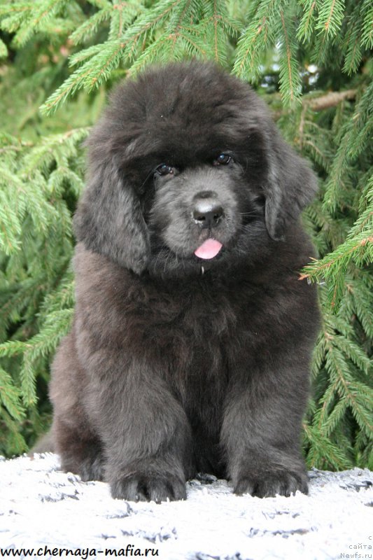 Фото: ньюфаундленд Chernaya Mafia Above and Beyond (Черная Мафия Абове анд Беуонд)