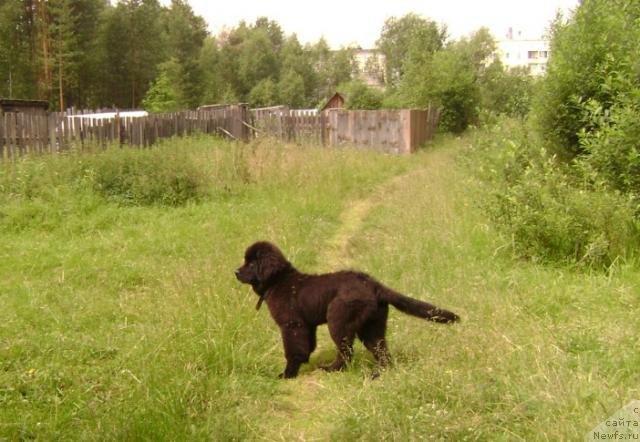 Фото: ньюфаундленд Amazonka YEmi CHardishik (Амазонка Эми Чардишик)