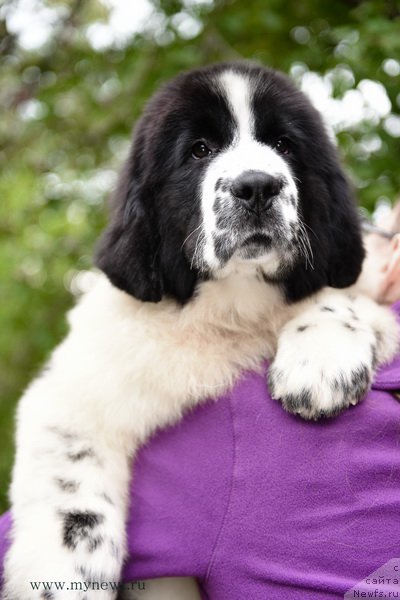 Фотография № 191904