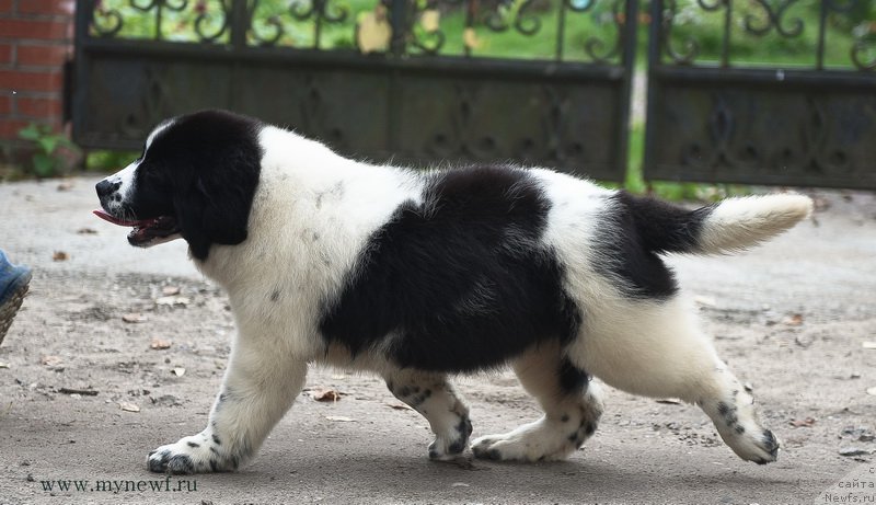 Фотография № 191908