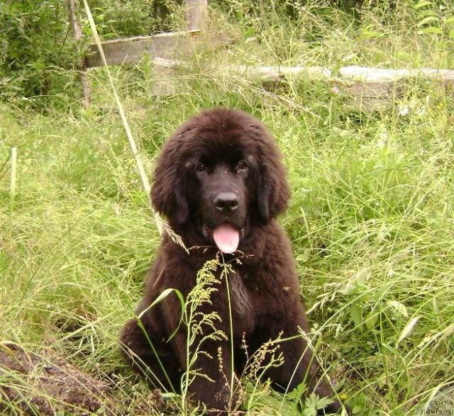 Фото: ньюфаундленд Amazonka YEmi CHardishik (Амазонка Эми Чардишик)
