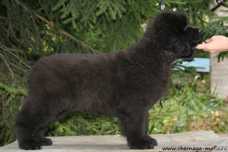 Фото: ньюфаундленд Chernaya Mafia Аngel Among Us (Черная Мафия Ангел Амонг Ус)